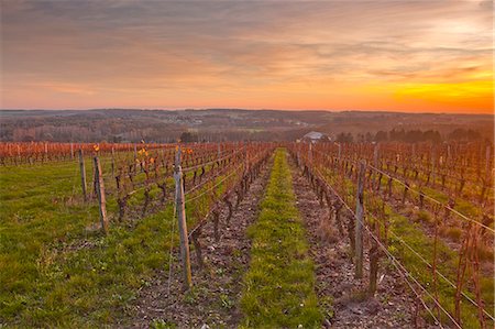 simsearch:841-08860890,k - The vineyards of Chenonceaux in the Loire Valley, Indre-et-Loire, Centre, France, Europe Stock Photo - Rights-Managed, Code: 841-06034325