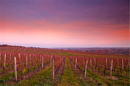 The vineyards of Chenonceaux in the Loire Valley, Indre-et-Loire, Centre, France, Europe Foto de stock - Con derechos protegidos, Código: 841-06034327