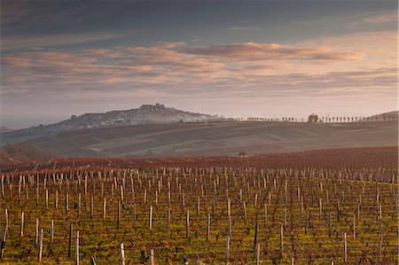 Vineyards, Sancerre, Cher, Loire Valley, Centre, France, Europe Stock Photo - Rights-Managed, Code: 841-06034403