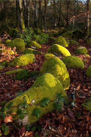 simsearch:841-06030590,k - Mossy boulders, Dartmoor National Park, Devon, England, United Kingdom, Europe Stock Photo - Rights-Managed, Code: 841-06030590