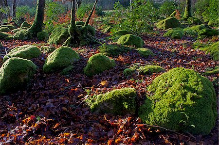 simsearch:841-06030590,k - Mossy boulders, Dartmoor National Park, Devon, England, United Kingdom, Europe Stock Photo - Rights-Managed, Code: 841-06030592