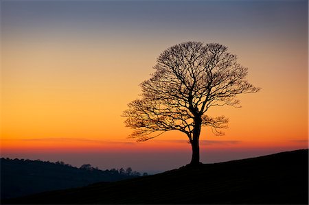 solitude - Lone tree empty of leaves in winter at sunset in the Roaches near Leek, Staffordshire, England, United Kingdom, Europe Stock Photo - Rights-Managed, Code: 841-06030759