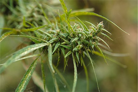 drugs (recreational) - Cannabis (Cannabis Sativa) bud grown locally by villagers for recreational use, Pokhara, Nepal, Asia Stock Photo - Rights-Managed, Code: 841-06030826