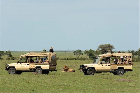 simsearch:841-02918817,k - Lion (Panthera leo), Masai Mara, Kenya, Afrique de l'est, Afrique Photographie de stock - Rights-Managed, Code: 841-06030896