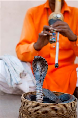 person holding snake - Cobra snake charmer outside the City Palace, Jaipur, Rajasthan, India, Asia Stock Photo - Rights-Managed, Code: 841-06031268