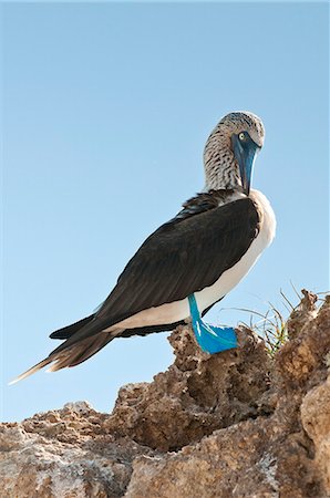 puerto vallarta - Blue-footed booby (Sula nebouxii), Isla Marietas National Park, UNESCO Biosphere Reserve, Puerto Vallarta, Jalisco, Mexico, North America Stock Photo - Rights-Managed, Code: 841-06031509