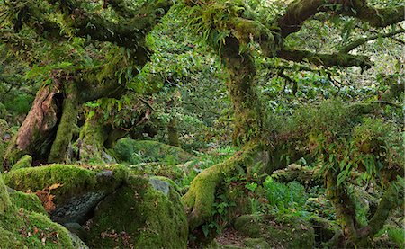 simsearch:841-06031530,k - Wistman's Wood National Nature Reserve in Dartmoor, Devon, England, United Kingdom, Europe Stock Photo - Rights-Managed, Code: 841-06031529