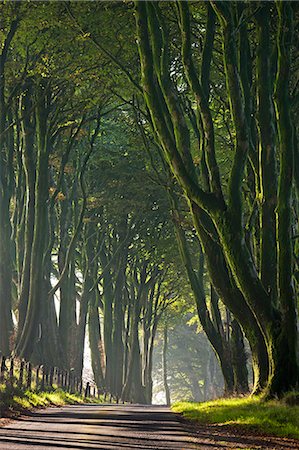 simsearch:841-06031530,k - Majestic tree lined lane on a misty autumn morning, Dartmoor, Devon, England, United Kingdom, Europe Stock Photo - Rights-Managed, Code: 841-06031531