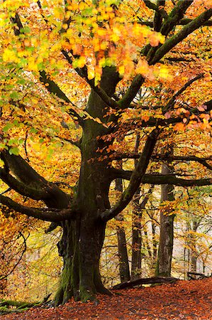 Beech tree with autumn colours, Lake District, Cumbria, England, United Kingdom, Europe Stock Photo - Rights-Managed, Code: 841-06031552