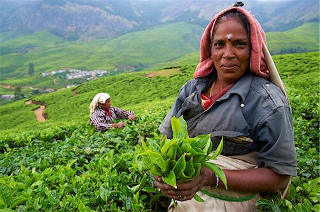 simsearch:841-05783458,k - Tamil worker on a tea plantation, Munnar, Kerala, India, Asia Stock Photo - Rights-Managed, Code: 841-06032993