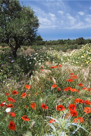 flowers greece - Spring flowers, Akrotiri Peninsula, Chania region, Crete, Greek Islands, Greece, Europe Stock Photo - Rights-Managed, Code: 841-06033534