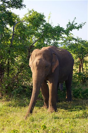 sri lankan elephant - Asiatic elephant (elephas maximus maximus), Uda Walawe National Park, Sri Lanka, Asia Stock Photo - Rights-Managed, Code: 841-06344437