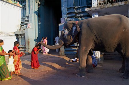 decorated asian elephants - Elephant benediction, Kamakshi Amman, Kanchipuram, Tamil Nadu, India, Asia Stock Photo - Rights-Managed, Code: 841-06344584