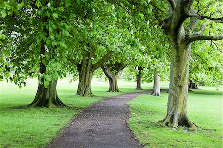 Spring trees on The Stray in spring, Harrogate, North Yorkshire, Yorkshire, England, United Kingdom, Europe Stock Photo - Rights-Managed, Code: 841-06344991