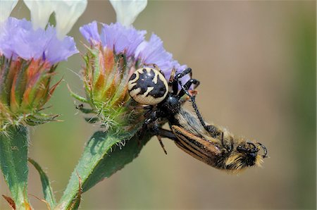 simsearch:841-06345488,k - Crabe araignée (Synema globosum) avec Bourdon, Bourdon, proie de bee scarab beetle (Eulasia vittata), Lesbos, Grèce Photographie de stock - Rights-Managed, Code: 841-06345486
