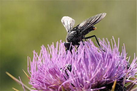 flowers greece - Nectar feeding Horse fly (Pangonius funebris) on Milk thistle (Carduus marianus), Lesbos, Greece Stock Photo - Rights-Managed, Code: 841-06345489