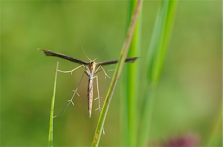simsearch:841-06345488,k - Ptérophore (Stenoptilia bipunctidactyla) sur l'herbe, dans le Wiltshire, Angleterre Photographie de stock - Rights-Managed, Code: 841-06345497