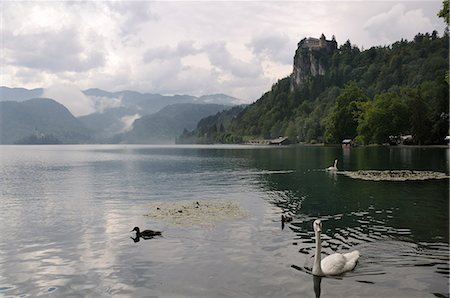 Mute swans (Cygnus olor) and Mallard ducks (Anas platyrhynchos), Lake Bled, slovenia, slovenian, europe, european Stock Photo - Rights-Managed, Code: 841-06345509