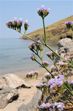 flowers greece - Winged Sea lavender (wavyleaved sea lavender) (Limonium sinuatum) flowering on rocky shore, Lesbos (Lesvos), Greek Islands, Greece, Europe Stock Photo - Rights-Managed, Code: 841-06345540