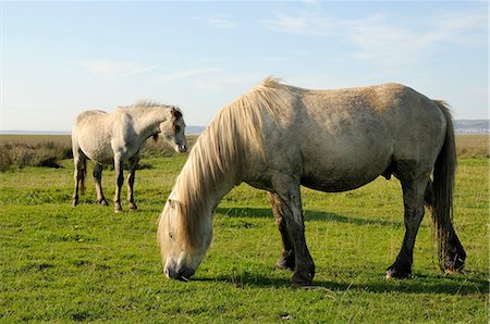 pony - Two Welsh mountain ponies (Equus caballus) grazing, Llanrhidian salt marshes, The Gower Peninsula, Wales Stock Photo - Rights-Managed, Code: 841-06345542