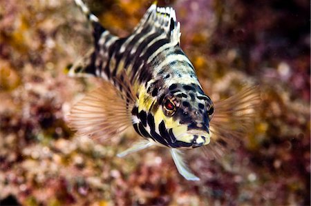 Harlequin bass (Serranus tigrinus), St. Lucia, West Indies, Caribbean, Central America Stock Photo - Rights-Managed, Code: 841-06340946