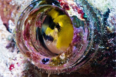 Shorthead fangblenny (Petroscirtes breviceps), inside a coral encrusted bottle, Philippines, Southeast Asia, Asia Stock Photo - Rights-Managed, Code: 841-06340979