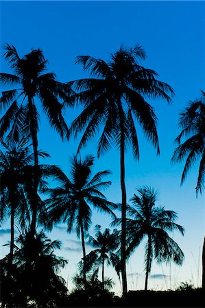 Palm trees silhouetted at night, Sengiggi Beach, Lombok, Indonesia, Southeast Asia, Asia Stock Photo - Rights-Managed, Code: 841-06341138