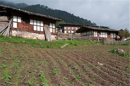 potato field - Typical houses with potato fields in Phobjikha valley, Bhutan, Asia Stock Photo - Rights-Managed, Code: 841-06341747
