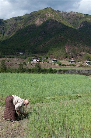 farmhand (female) - Female farmer working in wheat field, Paro Valley, Bhutan, Asia Stock Photo - Rights-Managed, Code: 841-06341742