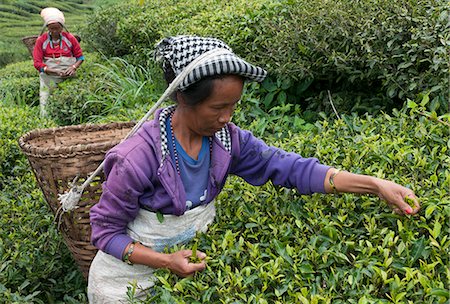 Women plucking tea, Fikkal, Nepal, Asia Stock Photo - Rights-Managed, Code: 841-06341772