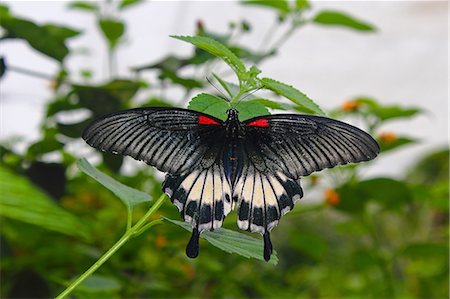 papilio memnon - Great Mormon (Papilio memnon), a large butterfly belonging to the swallowtail family, found in southern Asia Stock Photo - Rights-Managed, Code: 841-06341853