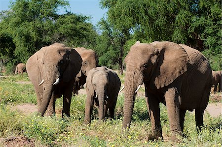 damaraland - Desert elephants (Loxodonta africana), Huab River Valley, Torra Conservancy, Damaraland, Namibia, Africa Stock Photo - Rights-Managed, Code: 841-06342206