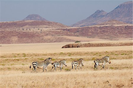 damaraland - Hartmann's mountain zebra (Equus zebra hartmannae), Palmwag Concession, Damaraland, Namibia, Africa Stock Photo - Rights-Managed, Code: 841-06342254