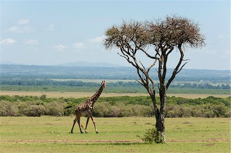 savanna grassland - Giraffe (Giraffa camelopardalis), Masai Mara, Kenya, East Africa, Africa Stock Photo - Rights-Managed, Code: 841-06342288