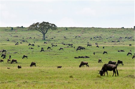 simsearch:841-03673537,k - Gnou (Connochaetes taurinus), Masai Mara, Kenya, Afrique de l'est, Afrique Photographie de stock - Rights-Managed, Code: 841-06342298