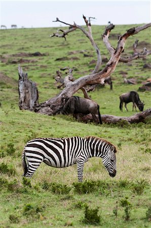 striped - Common zebra (Equus quagga), Masai Mara, Kenya, East Africa, Africa Foto de stock - Con derechos protegidos, Código: 841-06342293