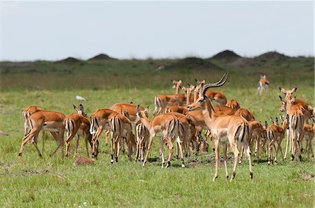 simsearch:841-03673537,k - Impala (Aepyceros melampus), Masai Mara, Kenya, Afrique de l'est, Afrique Photographie de stock - Rights-Managed, Code: 841-06342300