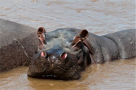 Hippopotamus (Hippopotamus amphibius), Masai Mara, Kenya, East Africa, Africa Stock Photo - Rights-Managed, Code: 841-06342314