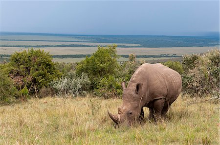 safari animals - White rhinoceros (Ceratoterium simium), Masai Mara, Kenya, East Africa, Africa Stock Photo - Rights-Managed, Code: 841-06342311