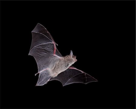 Cave Myotis (Myotis velifer) in flight in captivity, Hidalgo County, New Mexico, United States of America, North America Stock Photo - Rights-Managed, Code: 841-06342407