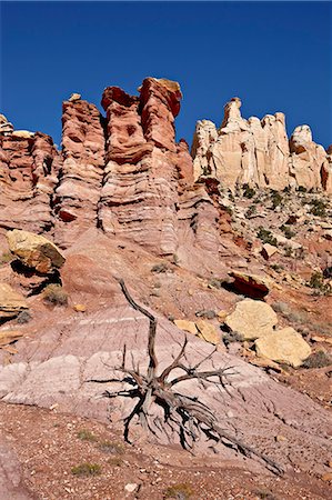 dehydrated - Rock formations and dead juniper, Grand Staircase-Escalante National Monument, Utah, United States of America, North America Stock Photo - Rights-Managed, Code: 841-06342448
