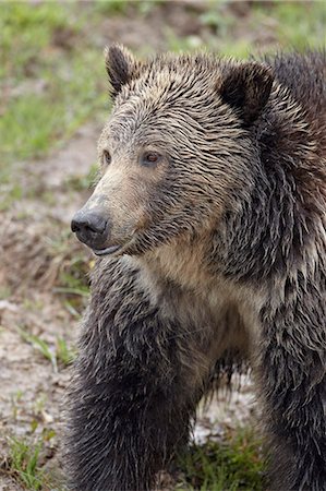 Grizzly bear (Ursus arctos horribilis), Yellowstone National Park, Wyoming, United States of America, North America Stock Photo - Rights-Managed, Code: 841-06342476