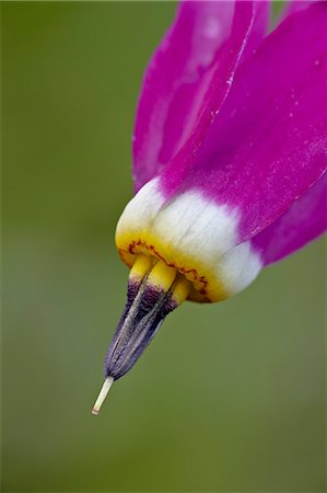 shooting star - Slimpod shooting star (Dodecatheon conjugens), Yellowstone National Park, Wyoming, United States of America, North America Stock Photo - Rights-Managed, Code: 841-06342480