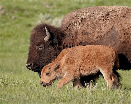 Bison (Bison bison) cow and calf, Yellowstone National Park, Wyoming, United States of America, North America Stock Photo - Rights-Managed, Code: 841-06342498