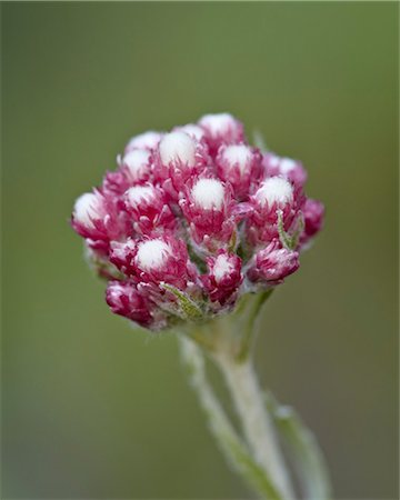 Rosy pussytoes (littleleaf pussytoes) (pink pussytoes) (small pussytoes ) (dwarf everlasting) (Antennaria microphylla), Glacier National Park, Montana, United States of America, North America Stock Photo - Rights-Managed, Code: 841-06342509