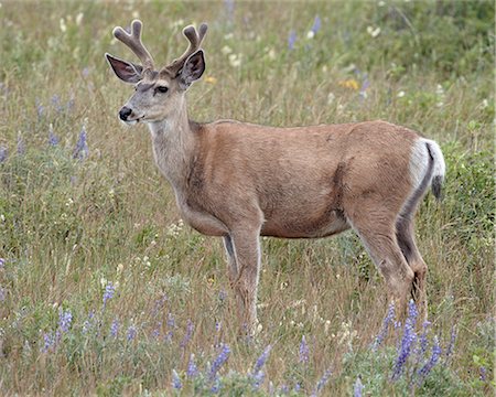 Mule deer (Odocoileus hemionus) buck in the summer, Waterton Lakes National Park, Alberta, Canada, North America Stock Photo - Rights-Managed, Code: 841-06342520