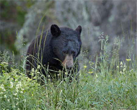 Black bear (Ursus americanus) eating, Glacier National Park, Montana, United States of America, North America Stock Photo - Rights-Managed, Code: 841-06342540