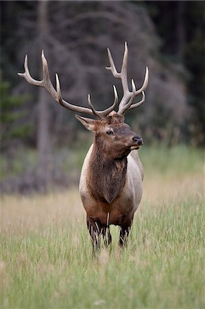 Bull Elk (Cervus canadensis), Jasper National Park, Alberta, Canada, North America Foto de stock - Con derechos protegidos, Código: 841-06342597