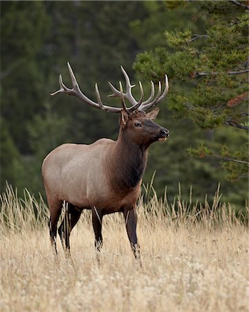 Bull elk (Cervus canadensis), Jasper National Park, Alberta, Canada, North America Stock Photo - Rights-Managed, Code: 841-06342602