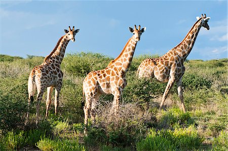 Giraffe (Giraffa camelopardalis), Namibia, Africa Stock Photo - Rights-Managed, Code: 841-06342673